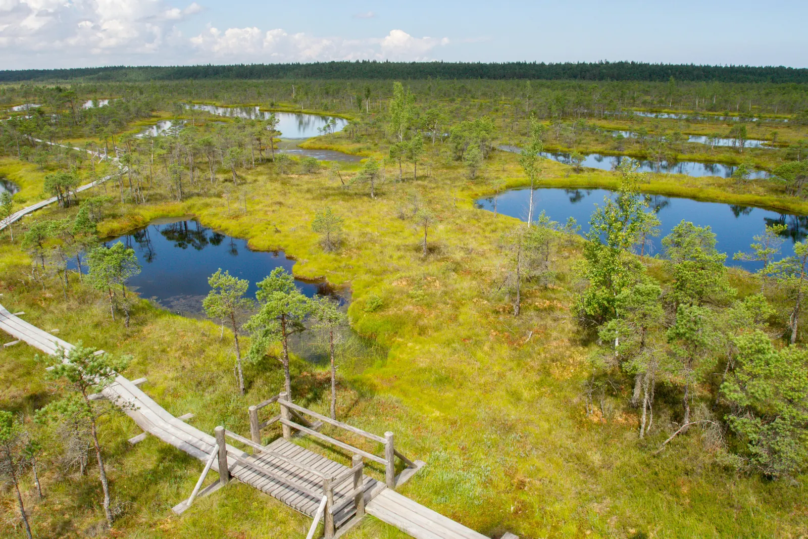 Myrvandring i Kemeri nasjonalpark som aktivitet på firmatur i Jurmala